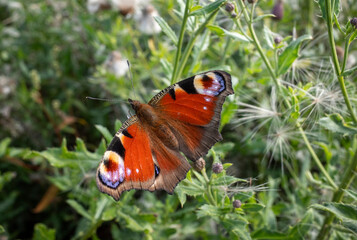 Tagpfauenauge Schmetterling beim Nektar sammeln auf einer Distelblüte 