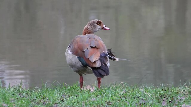 Wounded Egyptian goose in the grass with broken feathers on its wing , also called Alopochen aegyptiaca or Nilgans