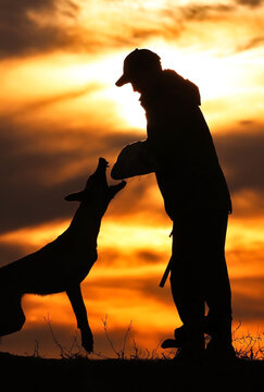 Protective section with a dog, a dog attacks a helper against a sunset background