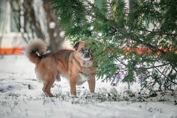 Portrait of a beautiful purebred puppy in winter, near the Christmas tree.