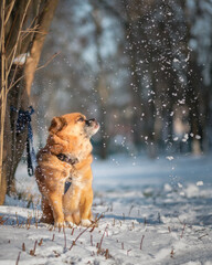 Beautiful purebred dog for a walk in the snow in a winter park.