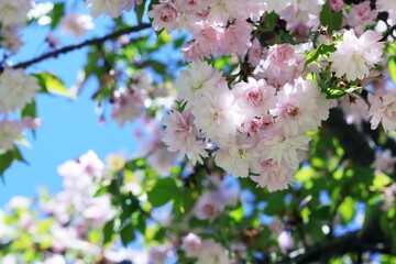 Branches of a blossoming Japanese cherry on a background of blue sky in a park, in a natural environment, spring