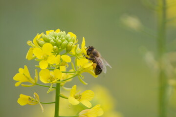 pszczoła na kwiatku