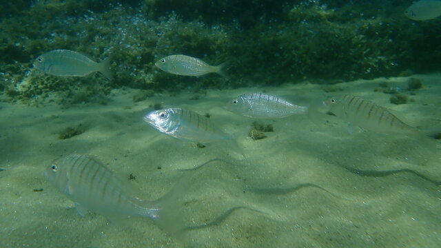 Striped seabream or sand steenbras (Lithognathus mormyrus) undersea, Aegean Sea, Greece, Halkidiki
