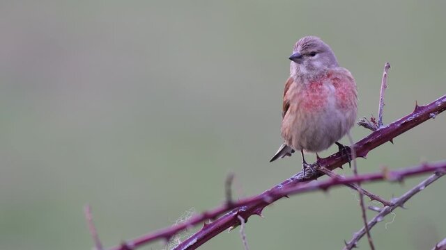 Common linnet Linaria cannabina in the wild. The linnet bird sits on a branch of a bush, and turns his head. Front view.