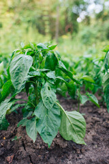 Bunch of green pepper on a plant during ripening. Outdoors.	