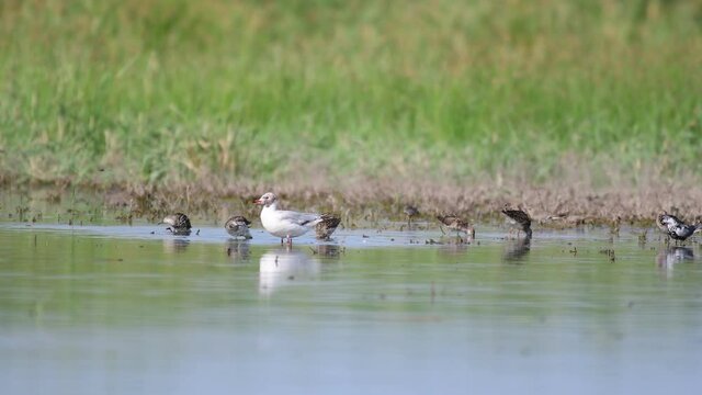 Wading birds. Sandpipers and terns bathing and rest on the lake near the shore. Sounds of nature.