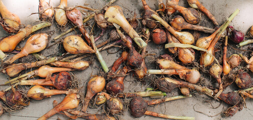 Onions, background from heads of onion .