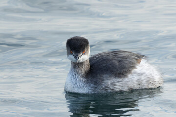 見つめるハジロカイツブリ