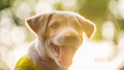 Smiling labrador puppy with sunset foliage bokeh