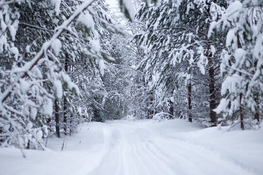 Forest in winter trees covered with snow