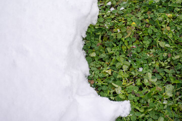 Texture - Green clover under a layer of snow