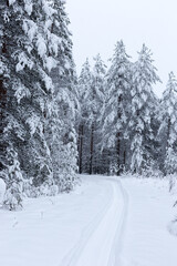 Forest in winter trees covered with snow