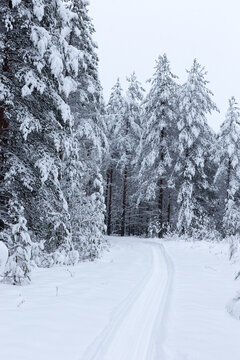Forest in winter trees covered with snow