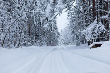 Forest in winter trees covered with snow