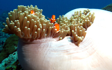 Three False clown anemonefish on anemone Boracay Philippines - obrazy, fototapety, plakaty