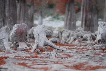 bare roots of marsh cypress on the lake