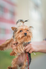 Portrait of a Yorkshire Terrier with a beautiful haircut.