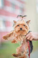 Portrait of a Yorkshire Terrier with a beautiful haircut.