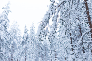 Forest in winter trees covered with snow