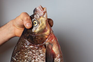 Large cleaned bream fish in the hands of a man