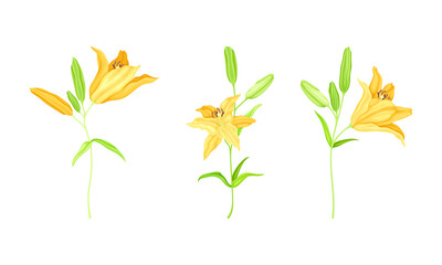 Yellow blooming lily flowers set. Floral design element for greeting card, wedding invitation vector illustration