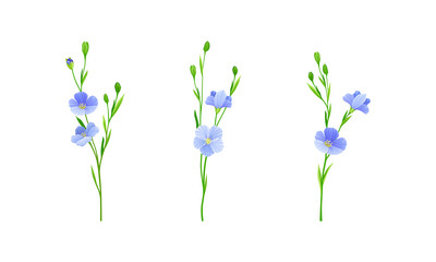 Elegant blooming flax flower branches set. Floral design element for greeting card, wedding invitation. Organic healthy product vector illustration