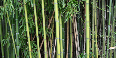 Banner size photo of bamboo plants in a garden as a background