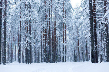 Forest in winter trees covered with snow