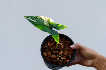 Closeup to Syngonium Aurea Variegated in the pot    