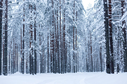 Forest in winter trees covered with snow