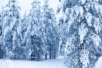 Forest in winter trees covered with snow