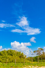 Fototapeta na wymiar Blue sky with chemical clouds chemical sky chemtrails sunny day.
