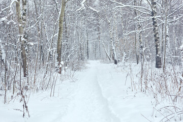 Winter path in a birch forest. Beautiful winter landscape in a blizzard
