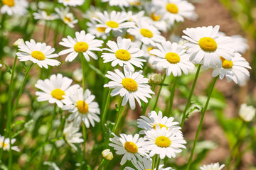 Fototapeta na wymiar Daisy flower on green meadow (selective DOF)