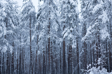 Forest in winter trees covered with snow