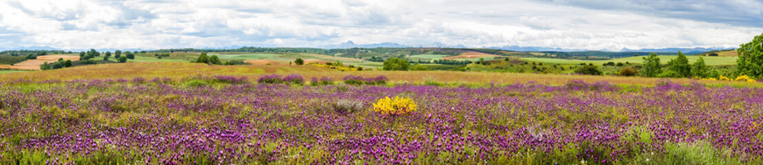 Beautiful countryside landscape with colorful springtime, mauve Lavandula stoechas flowers, yellow heather and scattered trees
