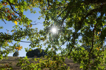 Oak branches with the sun penetrating 