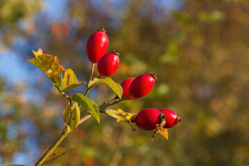 Rose hips. Berry red fruit of wild rose (Rosa canina) with blurred background
