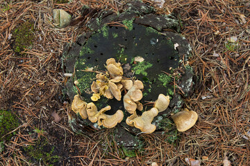 Rose hips. Berry red fruit of wild rose (Rosa canina) with blurred background