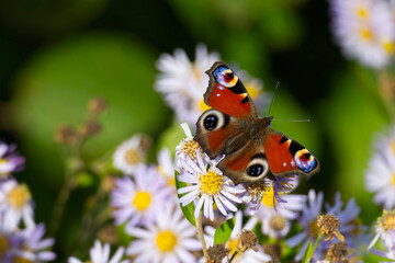 European peacock butterfly (Aglais io) sitting on Spanish Daisy in Zurich, Switzerland