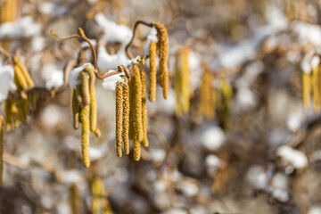 Male catkins of the common hazel in the winter