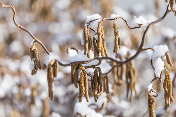 Male catkins of the common hazel in the winter