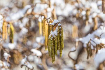 Naklejka premium Male catkins of the common hazel in the winter