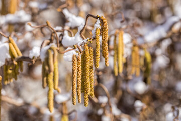 Male catkins of the common hazel in the winter