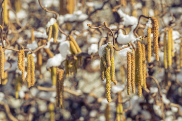 Naklejka premium Male catkins of the common hazel in the winter