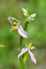 Bienenragwurz Var. Trollii