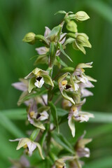 Breitblättrige Stendelwurz