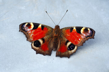 Tagpfauenauge Schmetterling beim Entspannen in Sonnenbad auf einem grauen Board 
