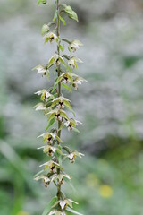 Breitblättrige Stendelwurz